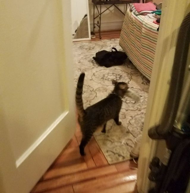 Дівчина упіймала кота-грабіжника на гарячому: кумедні фото - фото 202255