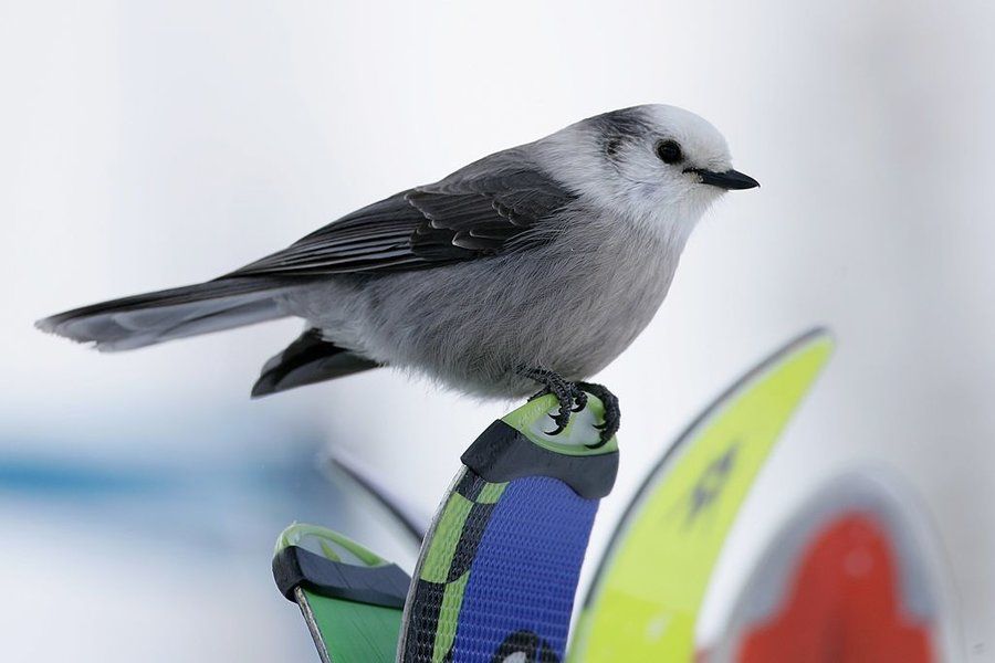 Учені зробили несподіване відкриття про птахів