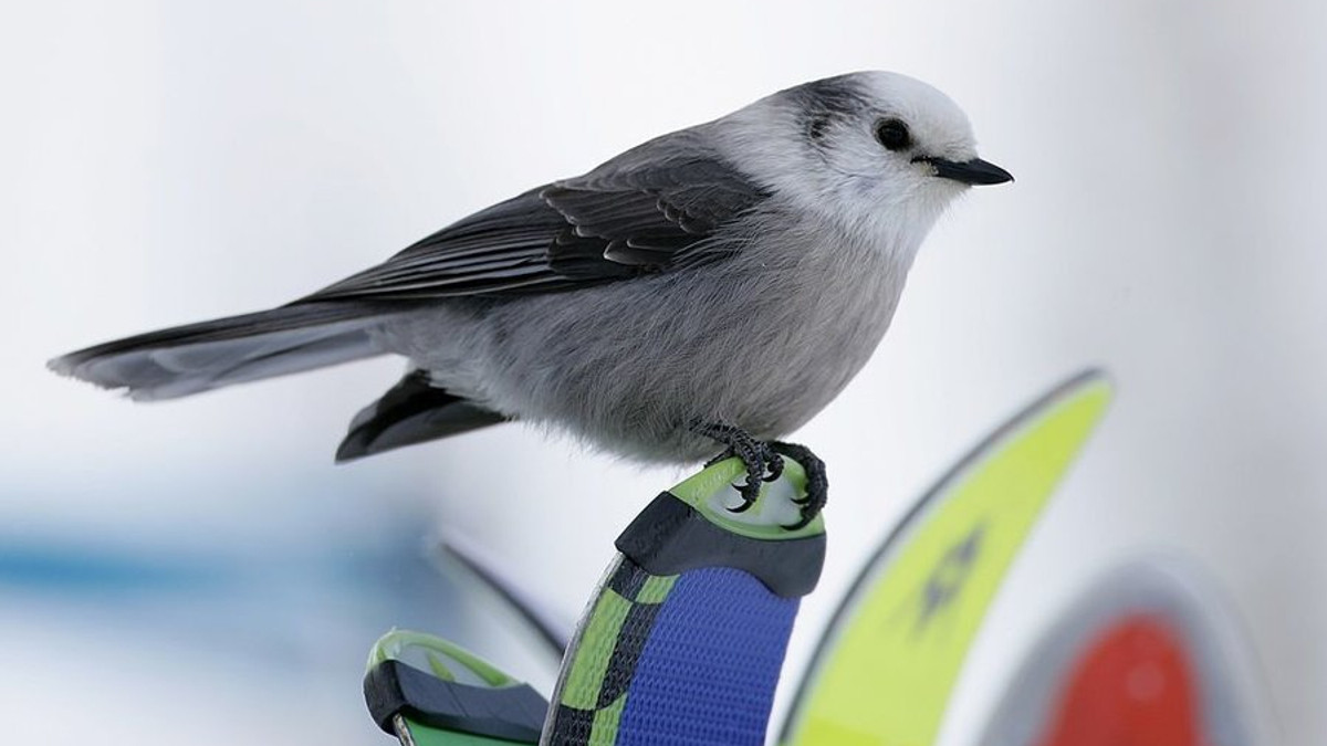 Учені зробили несподіване відкриття про птахів - фото 1