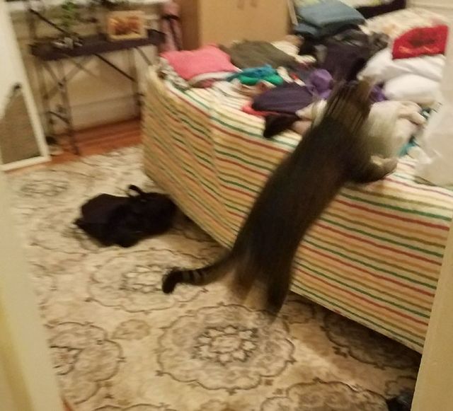 Дівчина упіймала кота-грабіжника на гарячому: кумедні фото - фото 202256