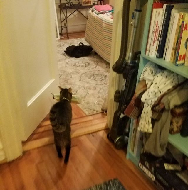 Дівчина упіймала кота-грабіжника на гарячому: кумедні фото - фото 202259