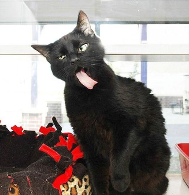 Коли твій улюбленець не фотогенічний: епічні фото - фото 201774