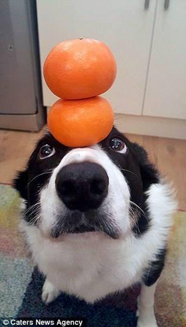 Це пес здатен балансувати з будь-чим на голові: кумедні фото - фото 203934