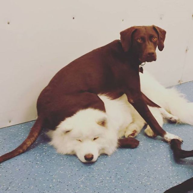 Коли твій домашній улюбленець – паскуда: епічні фото - фото 200853