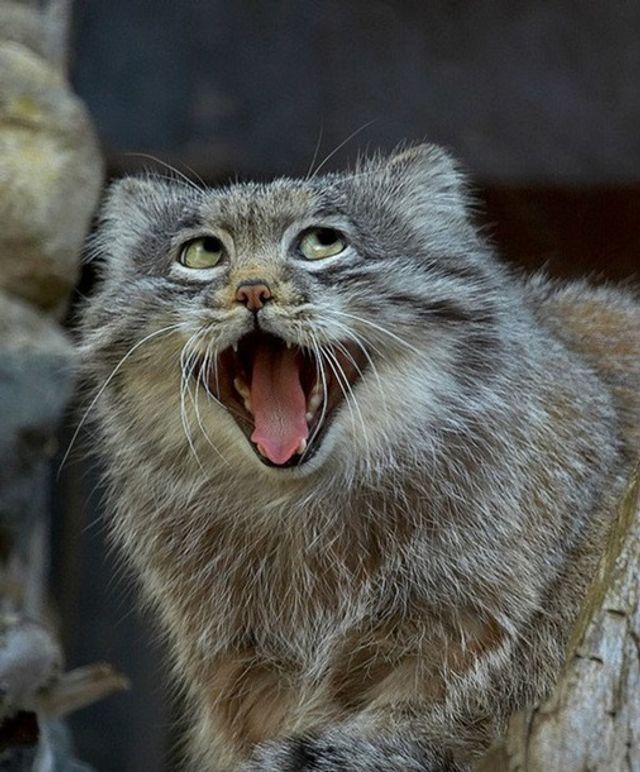 Так виглядають 