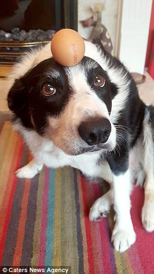 Це пес здатен балансувати з будь-чим на голові: кумедні фото - фото 203932