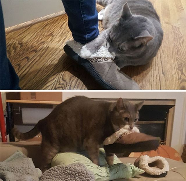 Коли твій домашній улюбленець – паскуда: епічні фото - фото 200859