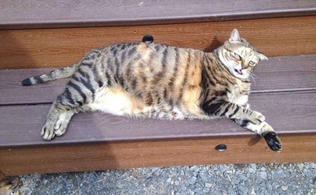 Коли твій улюбленець не фотогенічний: епічні фото - фото 201772