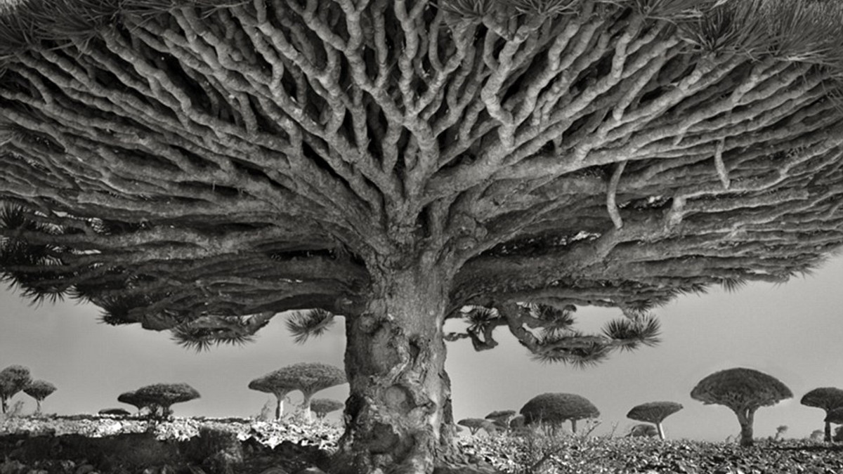 Найбільші дерева світу - фото 1