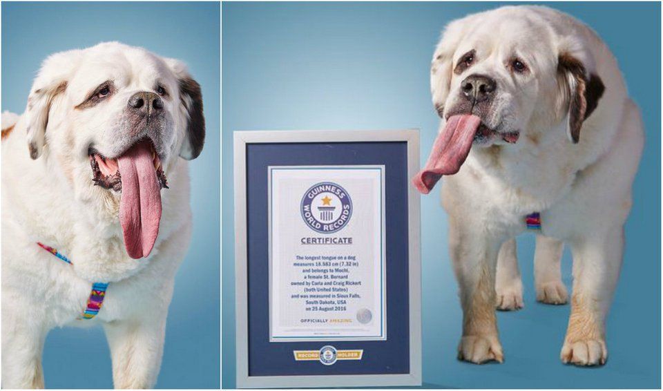 Собака з найдовшим язиком у світі здивував мережу
