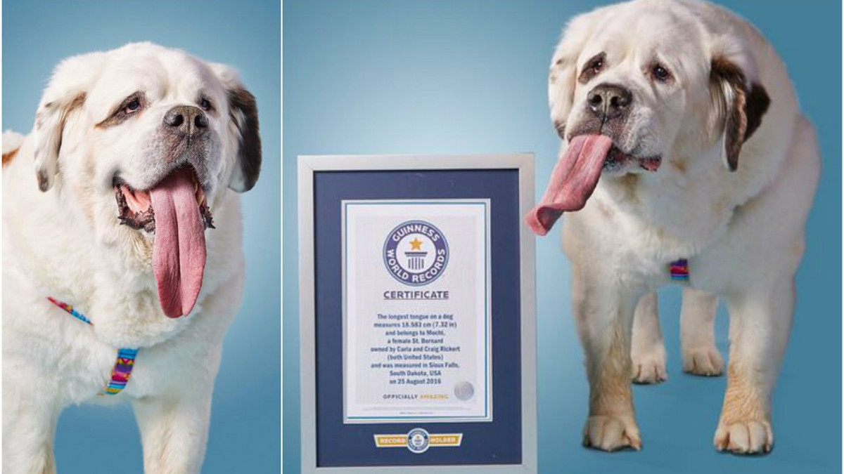 Собака з найдовшим язиком у світі здивував мережу - фото 1