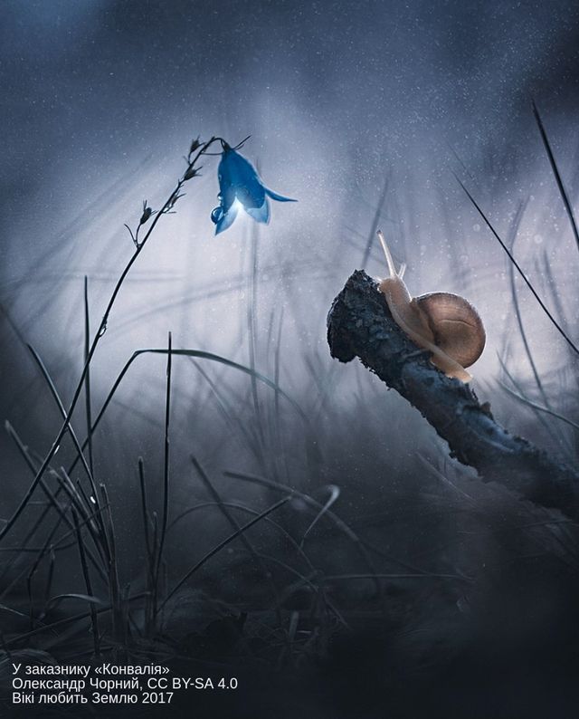 Вікі любить Землю 2017: неймовірні фото, зроблені в Україні - фото 204560