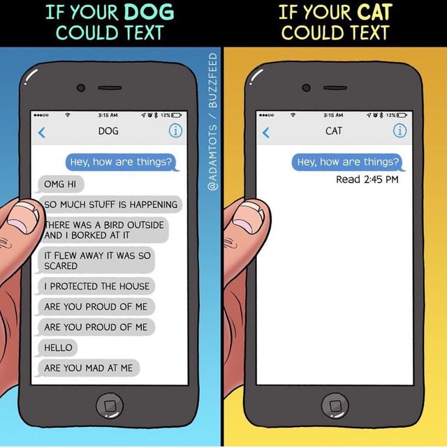 Учені розповіли, що коти люблять більше: людей чи їжу - фото 200987