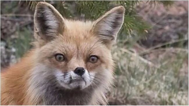 Так виглядають "найбільш невдалі" фото тварин