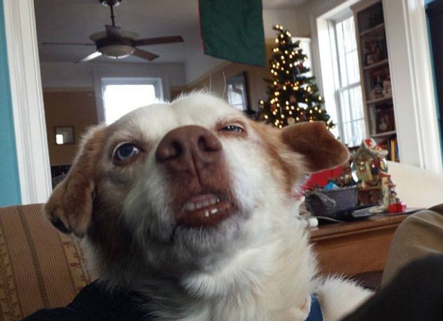 Коли твій улюбленець не фотогенічний: епічні фото - фото 201773