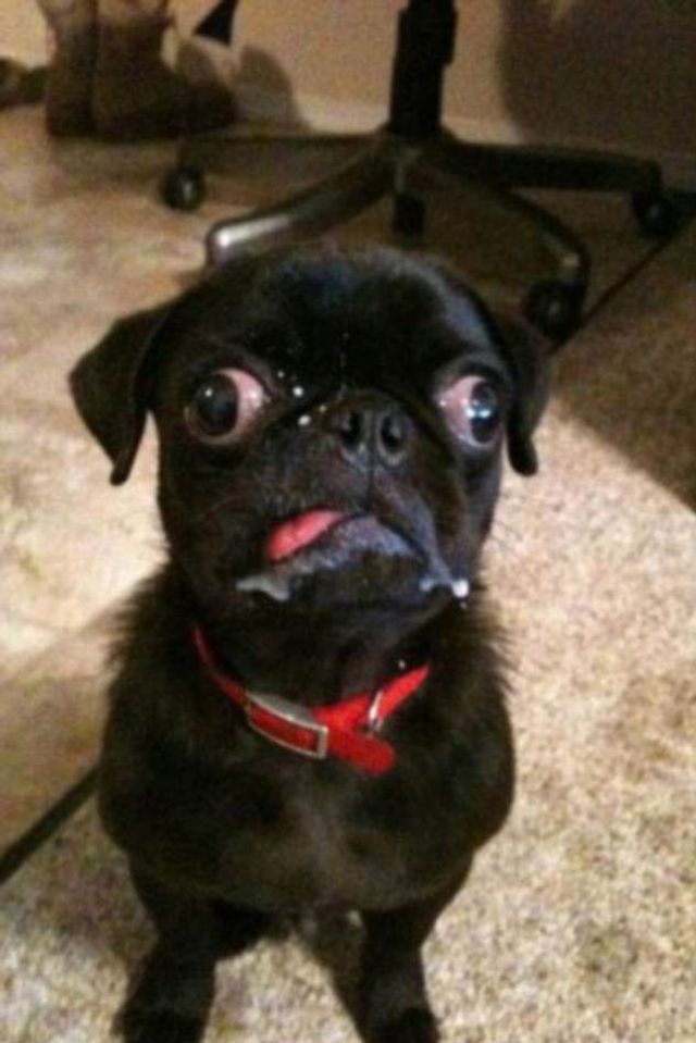 Коли твій улюбленець не фотогенічний: епічні фото - фото 201770