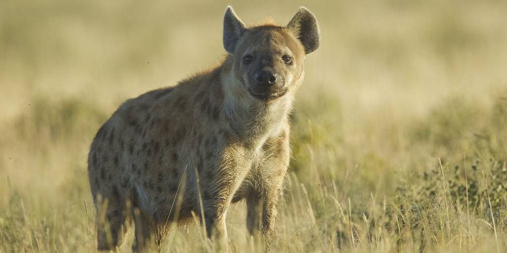 В Африці знайшли невідомих древніх хижаків