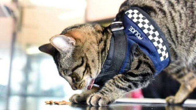 Кіт-поліцейський рятує мешканців Нової Зеландії: чарівні фото