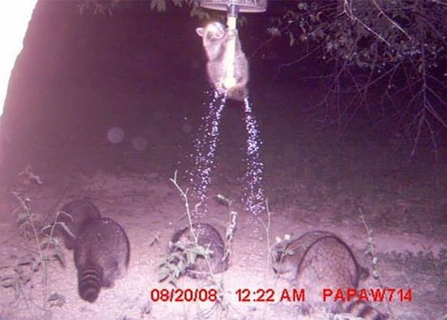 Ось що роблять тварини, коли їх не бачать: курйозні кадри - фото 202934