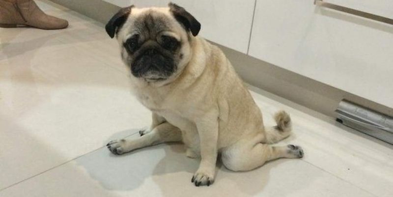 Ось що роблять тварини, коли їх не бачать: курйозні кадри