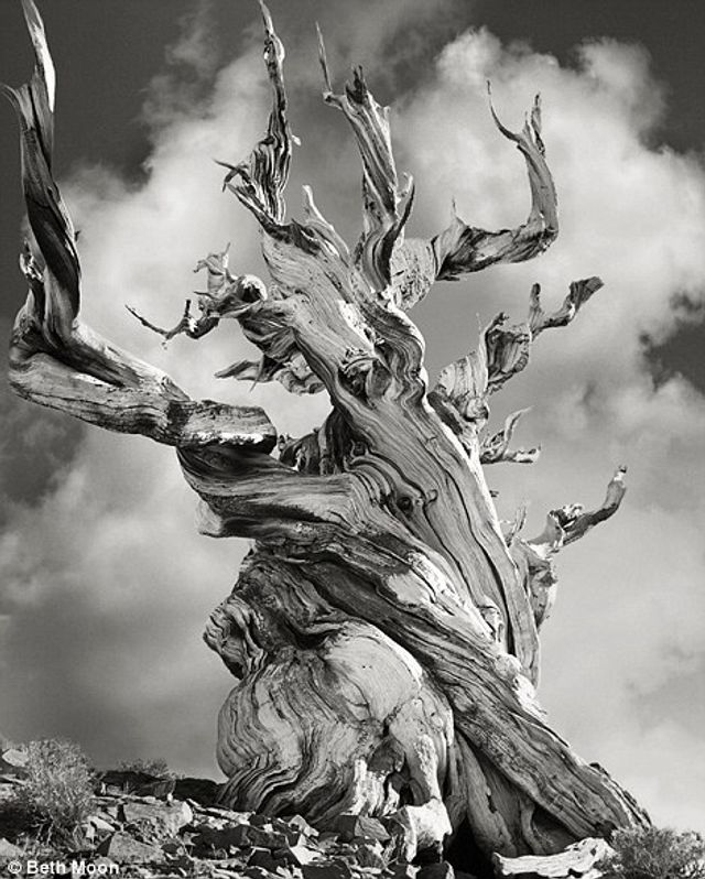 Стародавні гіганти: захоплюючі фото найбільших дерев світу - фото 202627