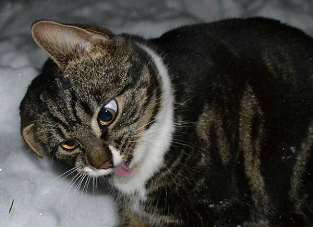 Коли твій улюбленець не фотогенічний: епічні фото - фото 201775