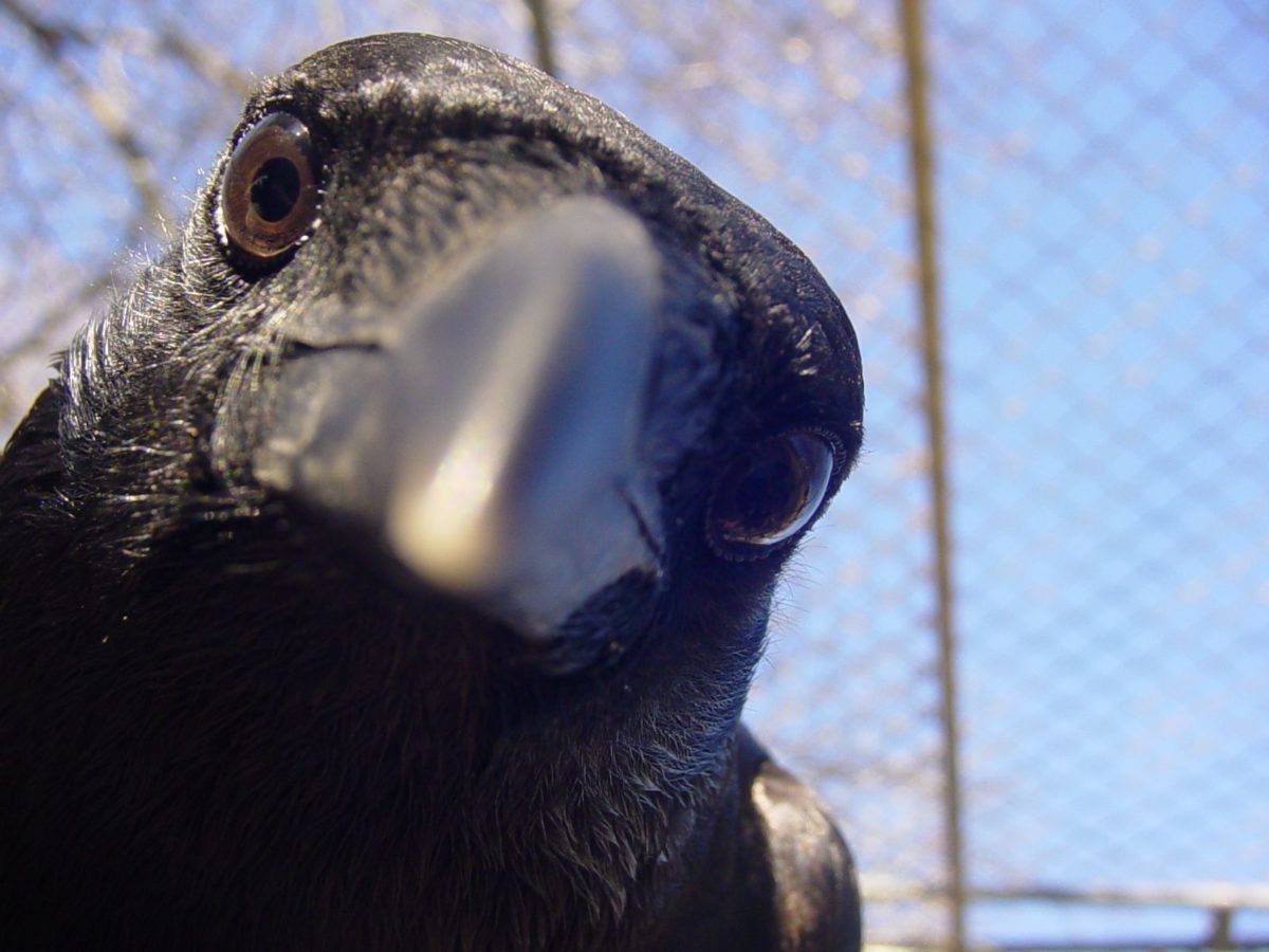 Стартап дня: голландський ворон навчать підбирати недопалки, щоб зробити місто чистішим