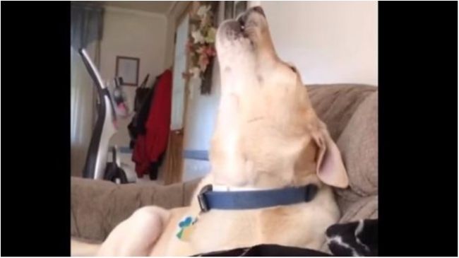 Кумедний лабрадор проспівав композицію з "Губки Боба"