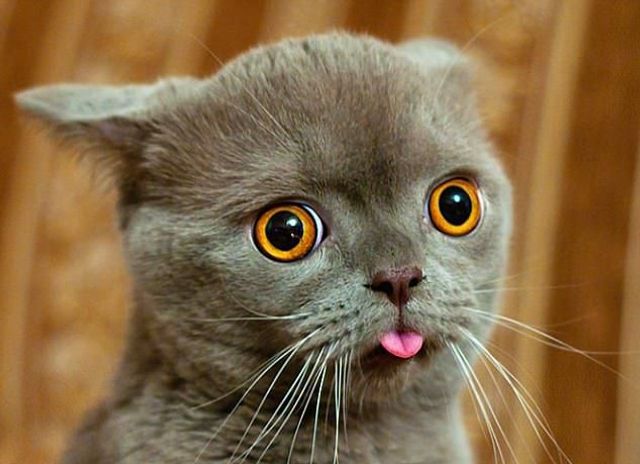 Коли твій улюбленець не фотогенічний: епічні фото - фото 201777