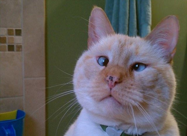 Коли твій улюбленець не фотогенічний: епічні фото - фото 201768