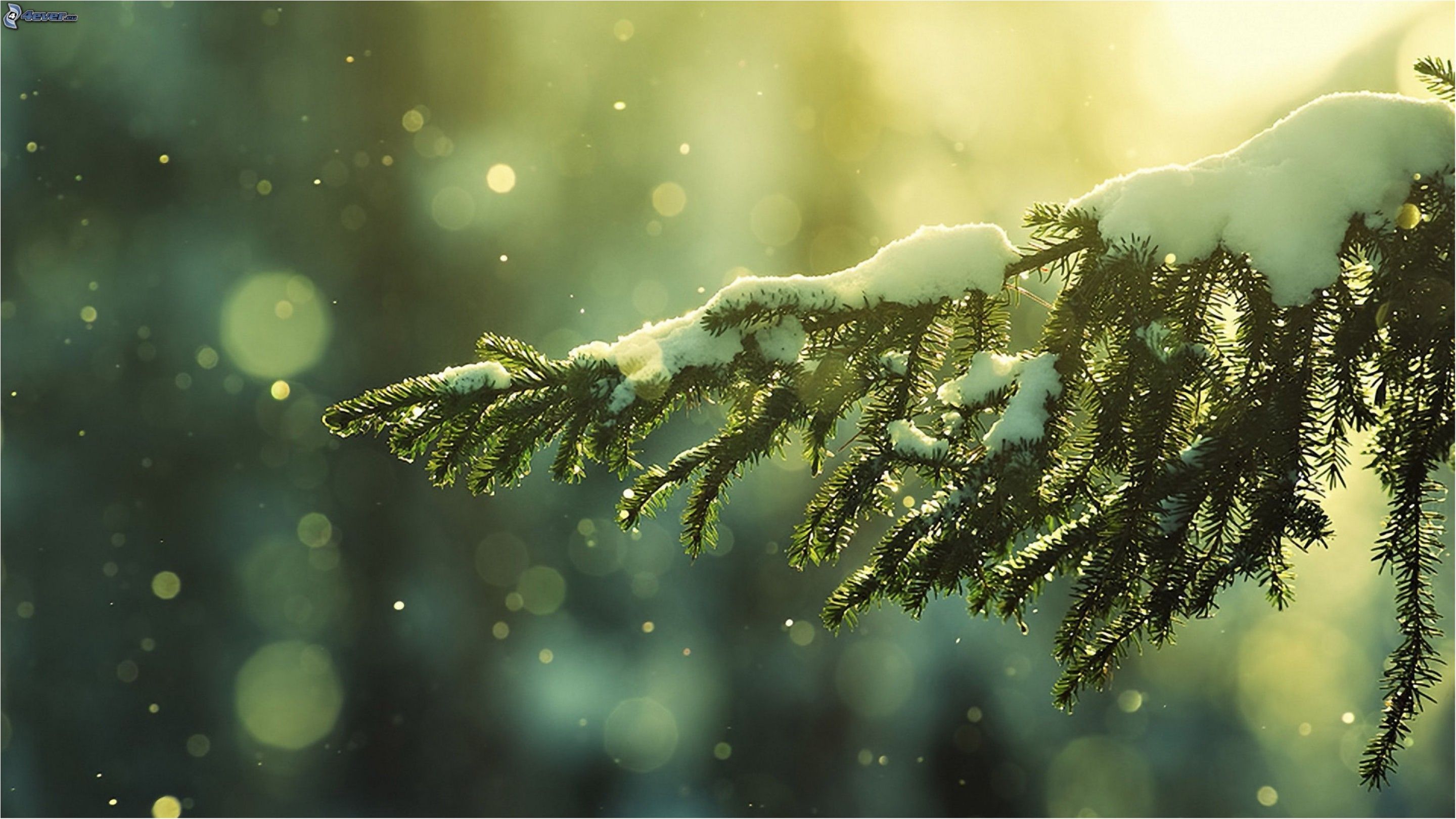 Видимість на горі досягає 50 метрів - фото 1