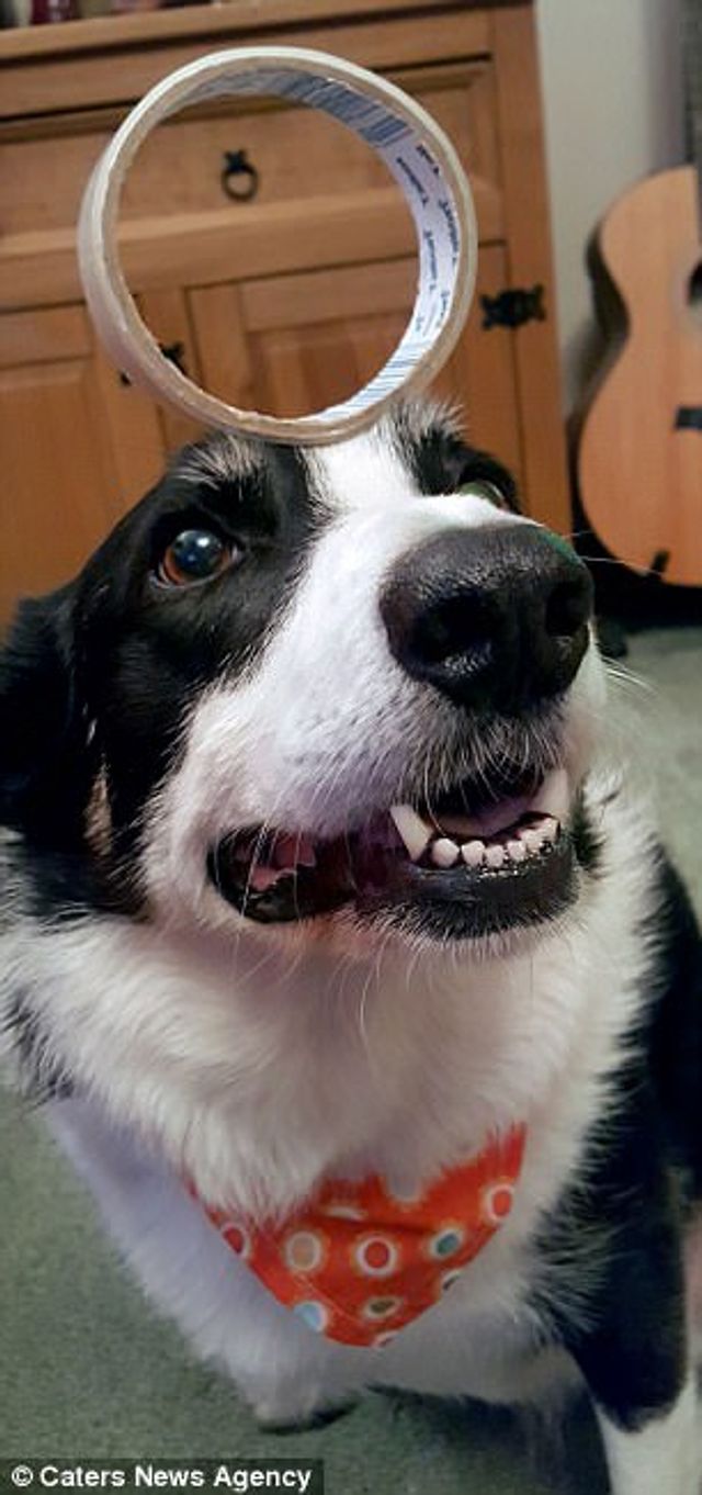 Це пес здатен балансувати з будь-чим на голові: кумедні фото - фото 203929