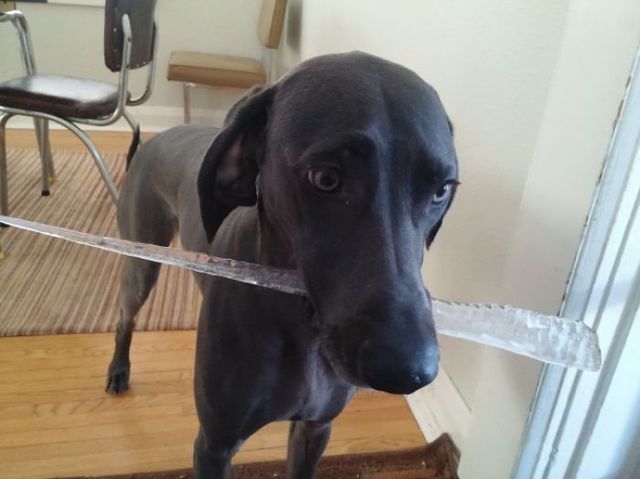 Домашні улюбленці в незручних ситуаціях: кумедні фото - фото 201241