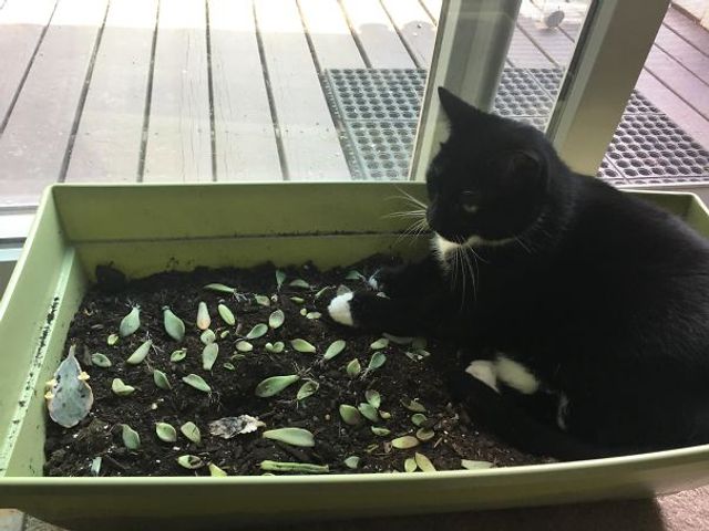 Коли твій домашній улюбленець – паскуда: епічні фото - фото 200861