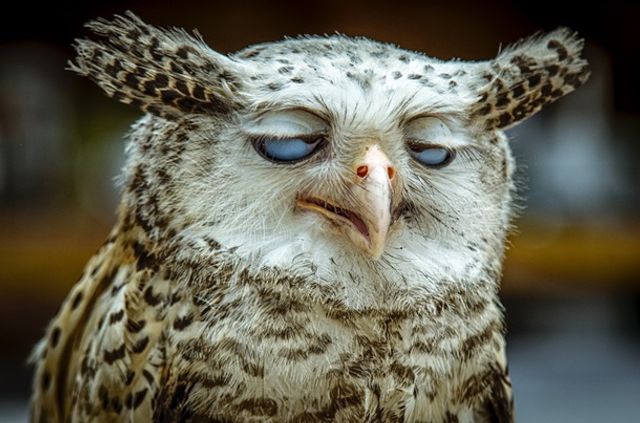 Так виглядають 