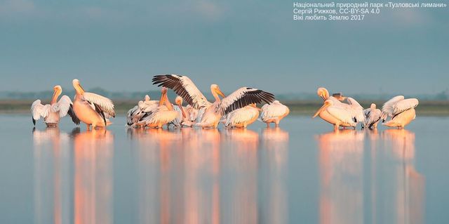 Вікі любить Землю 2017: неймовірні фото, зроблені в Україні - фото 204559