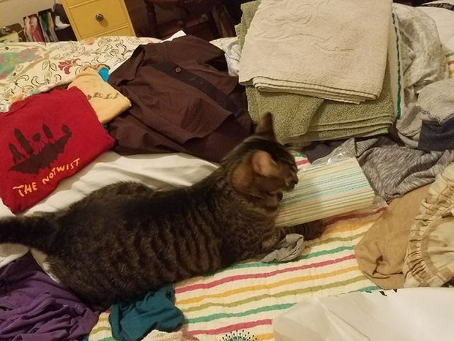 Дівчина упіймала кота-грабіжника на гарячому: кумедні фото - фото 202253