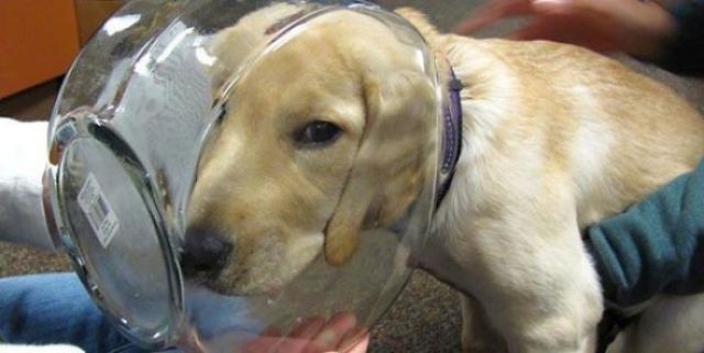 Домашні улюбленці в незручних ситуаціях: кумедні фото - фото 201233