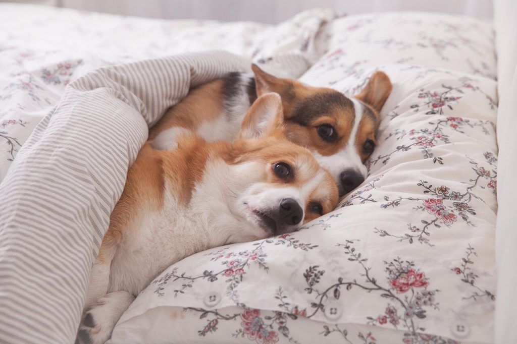 Як швидко збадьоритися осіннім ранком