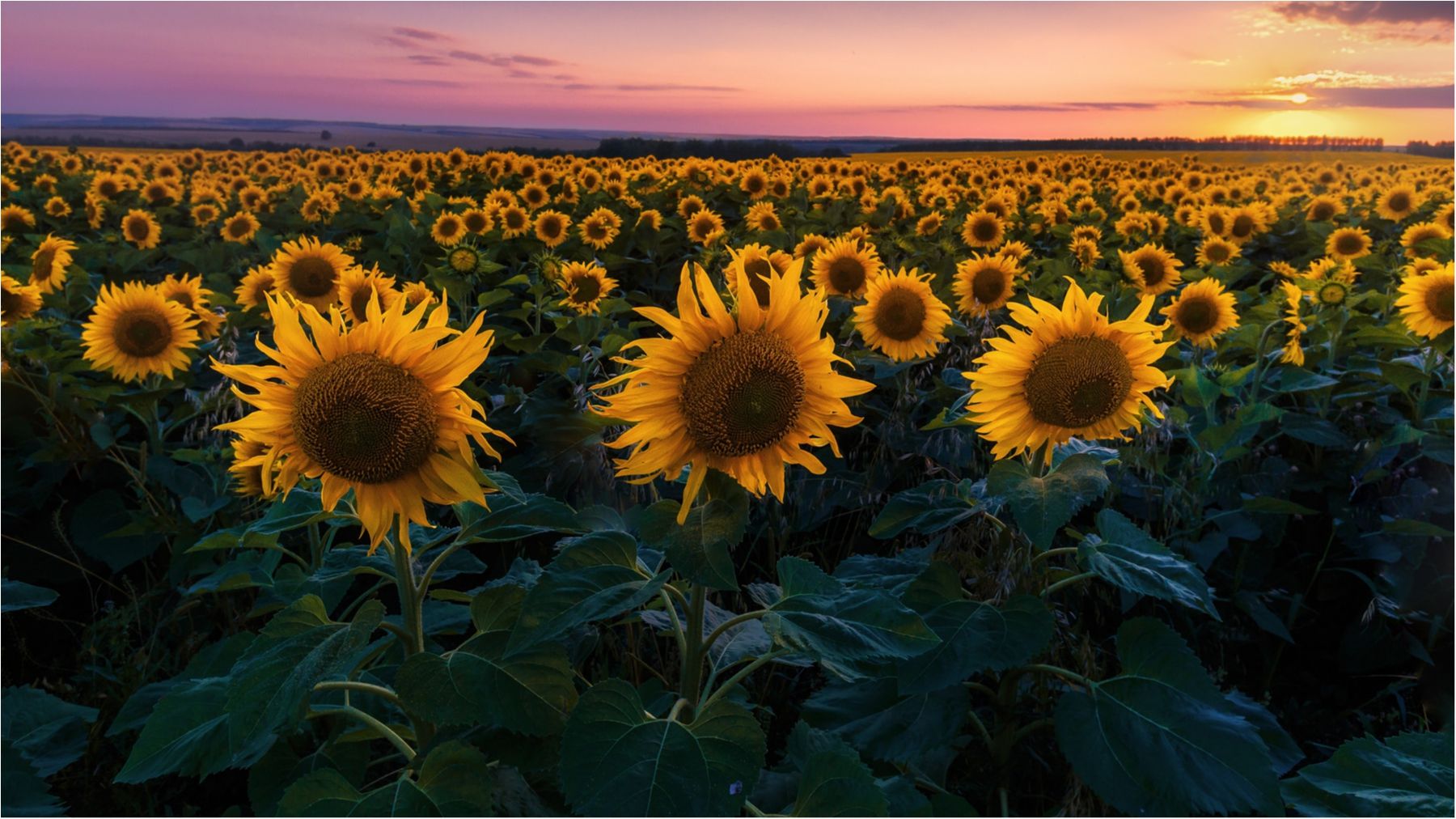Зачаровує: обрано найкращі панорамні фото року
