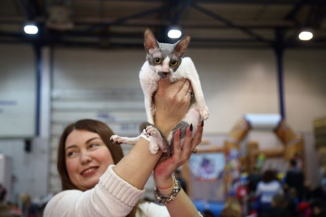 Це зробить ваш день! Найкращі фото котів із міжнародної виставки у Києві - фото 208419
