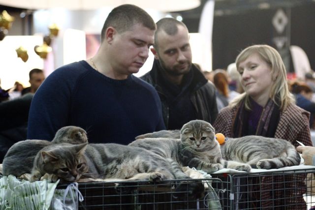 Це зробить ваш день! Найкращі фото котів із міжнародної виставки у Києві - фото 208421