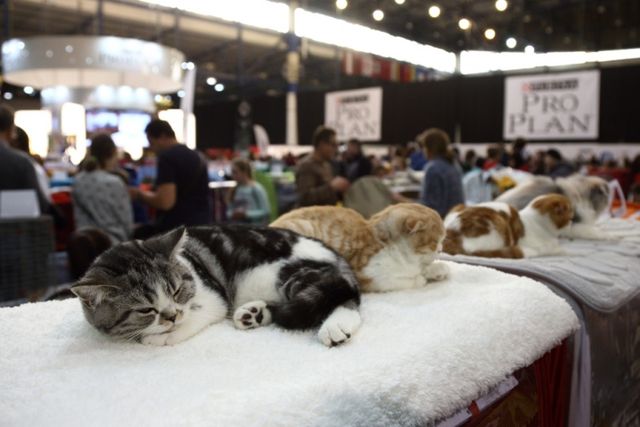 Це зробить ваш день! Найкращі фото котів із міжнародної виставки у Києві - фото 208428