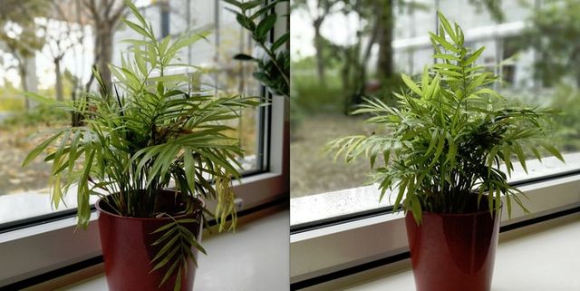 OnePlus 5 і 5T: блогери порівняли камери смартфонів - фото 208908