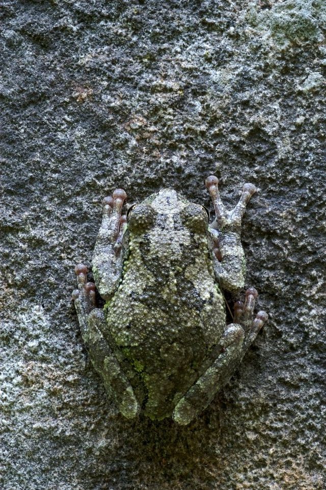 Перевір себе! Тварини-шпигуни, яких не кожен зможе побачити - фото 207177