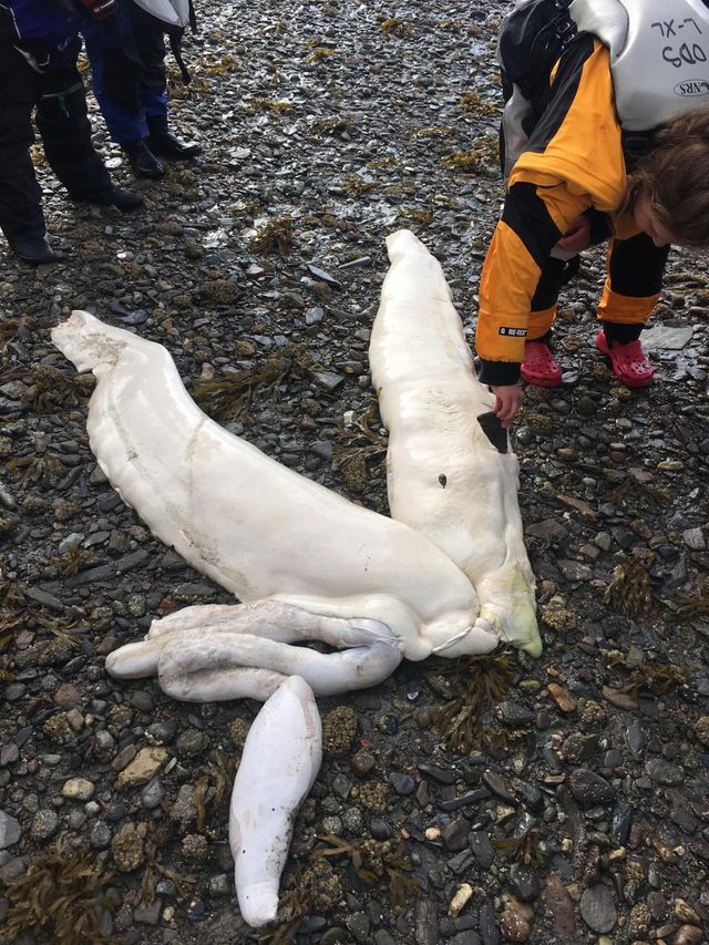 На пляжі Аляски рибалка виявив загадкову істоту: фотофакт - фото 206101