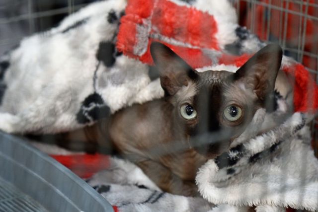 Це зробить ваш день! Найкращі фото котів із міжнародної виставки у Києві - фото 208429