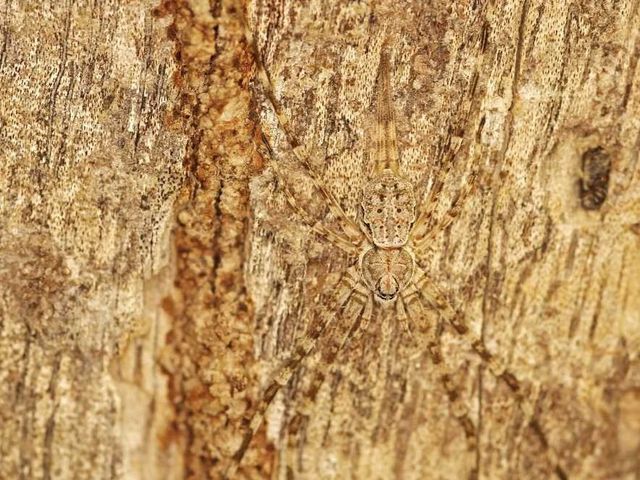 Перевір себе! Тварини-шпигуни, яких не кожен зможе побачити - фото 207176