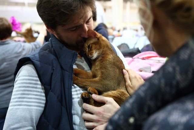 Це зробить ваш день! Найкращі фото котів із міжнародної виставки у Києві - фото 208422