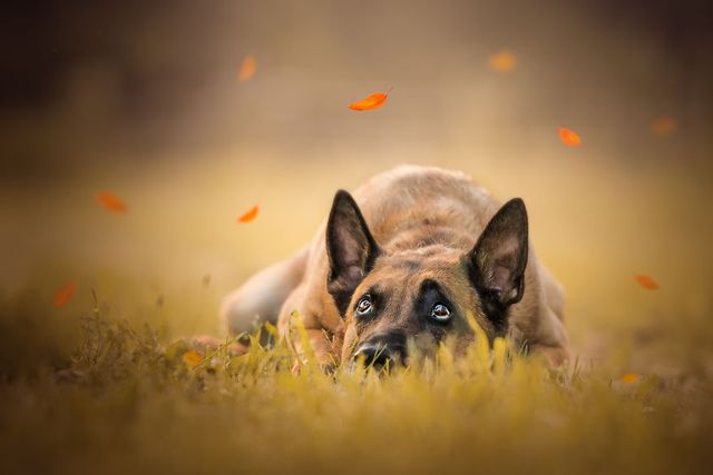 Неймовірні фото собак, після яких ви захочете завести пухнастика - фото 211627